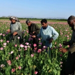 افزایش کشت خشخاش در ولایت‌های قندهار و هلمند ـ مجله‌ی اورال